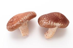 都会のトレンドを体感！東京のおしゃれ水タバコカフェでリラックス＆新フレーバーを堪能【最新情報】