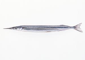 費用が抑えられる人気の断食道場