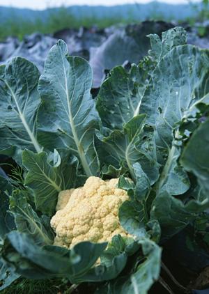 弁当配達を効率よくしてほしい場合